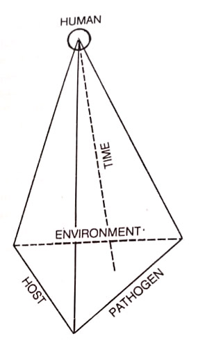 A disease pyramid showing the interrelationships of the different components of disease